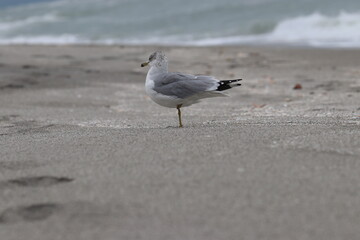 seagull on one leg