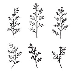 Modern Tarragon Leaf Vector Illustration for Decor