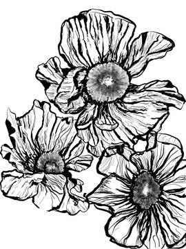 hand drawn with ink black and white silhouette flowers