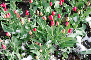 Tulip sprouts and flowers in a flowerbed covered with snow.