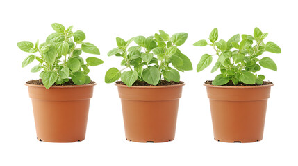 Fototapeta premium Pack of Oregano Plant in Pot Set Against Transparent Background for Culinary, Home, or Gardening Design Projects