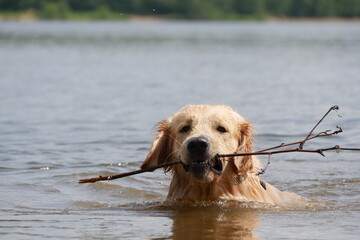 Wet golden retriever swims in a lake, holding a stick in its mouth