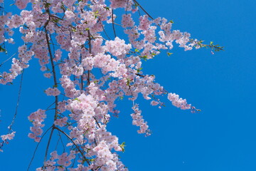 cherry blossom in spring