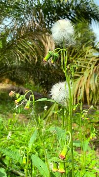 cyanthillium cinereum plant, 
wild flowers