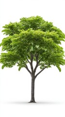 Fototapeta premium A lush, vibrant breadfruit tree stands tall against a pure white background showcasing its healthy green foliage and strong trunk in a detailed studio shot ideal for various design