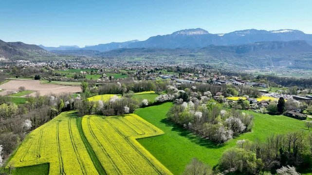 Champs de colza entourant la ville de Voiron