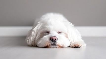 Maltese Dog Sleeping Peaceful, Soft, High-resolution, Low angle full body shot, Fluffy fur, Sweetly dreaming, Neutral background, Pure white serene, Pet adoption campaign.