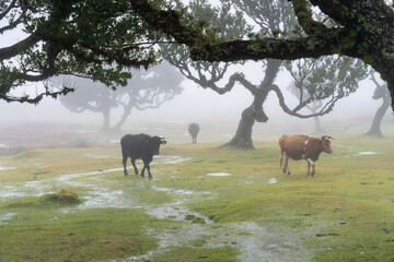 cows in the final forest in the mist and rain Portugal 
