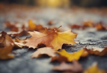 autumn background oak artistic season colorful leaves leaf seasonal forest vibrant plant gold park art nature closeup fall colourful orange bright decoration wood tree pattern foliage red yellow