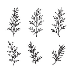 Elegant Rosemary Leaf Vector Line Art Illustration