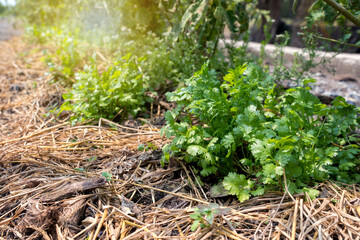 Vegetable garden on field against sunlight in the morning background. Growing Organic Coriander. Cilantro grow under other plants in vegetable plot with straw covering the ground.