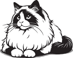 Black and White Ragdoll Cat Vector