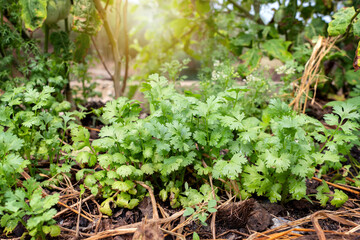 Vegetable garden on field against Sunlight in the morning background. Growing Organic Coriander. Cilantro grow under other plants in vegetable plot with straw covering the ground.