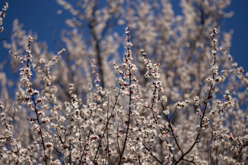 cherry blossom in spring