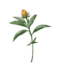 St. John's Wort flower with green stem and leaves, botanical watercolor illustration. Medicinal herb clipart for herbal tea packaging, apothecary branding, natural remedies, and tea shop design