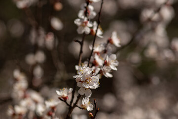 cherry blossom in spring