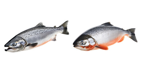 Fresh Whole Salmon Fish on White Background for Culinary Use, PNG bundle collection, Isolated on Transparent Background