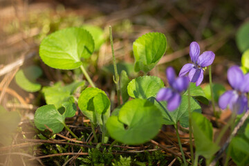 blue flowers in the garden