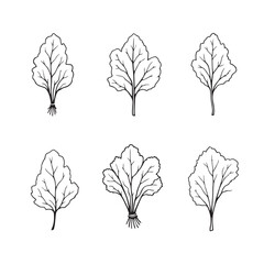 Minimalistic Radish Leaf Vector Line Art Drawing