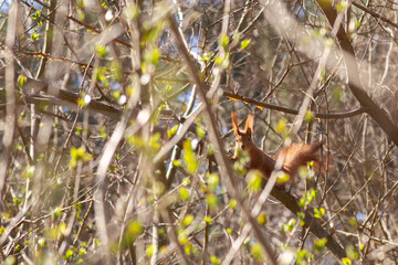 small bird in the grass