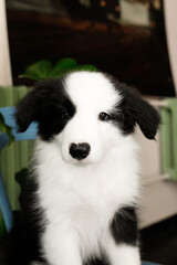 cute and small young black and white border collie dog puppy on the blue chair in the caffee on sunny day