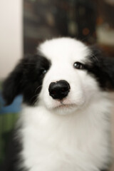 cute and small young black and white border collie dog puppy close up portrait on the blue chair in the caffee on sunny day