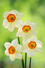 Four daffodils in a bouquet on a blurred natural background.