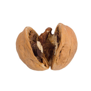 Walnut of PNG.