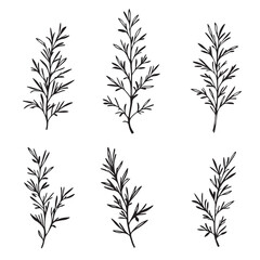 Rosemary Leaf Line Art for Eco Friendly Designs