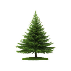 Obraz premium Isolated Evergreen Fir Tree on a Patch of Grass