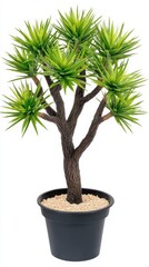 Obraz premium A striking artificial Joshua tree with twisted branches in a black pot presents a captivating desert landscape aesthetic ideal for interior design and home decor projects adding a