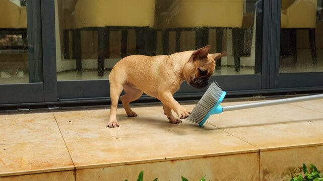 Playful French Bulldog puppy explores floor brush, curiously prodding its spiky bristles with its paw. Little dog's adorable interactions with cleaning tool add touch of amusement to household chores.