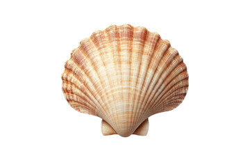 Elegant scallop shell on white ocean treasure summer beach souvenir coastal vibe natural beauty isolated on transparent background