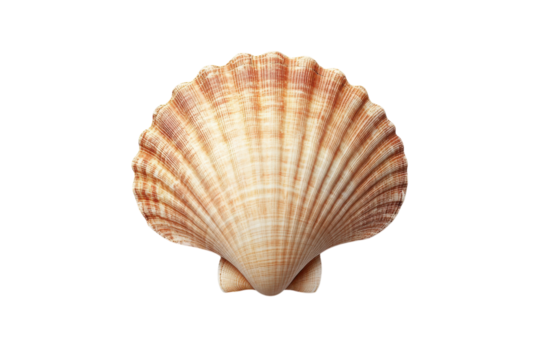 Elegant scallop shell on white ocean treasure summer beach souvenir coastal vibe natural beauty isolated on transparent background