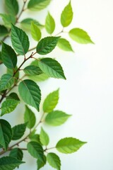 Naklejka premium Close-up of leafy branches on a crisp white background , texture, greenery