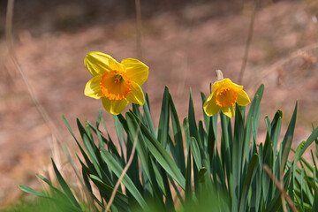 大きな副花冠の黄色いスイセン