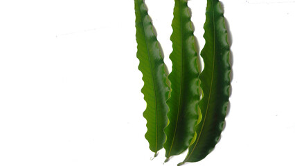A natural green leaf with a white background