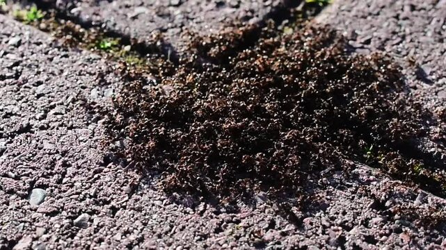 Close-Up View of Ants in Action &ndash; Nature&rsquo;s Tiny Workers