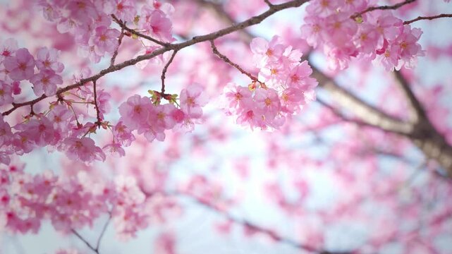 Close-up of cherry blossoms, spring plants, bright pink