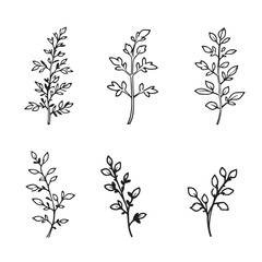 Elegant Oregano Leaf Vector Line Art Illustration