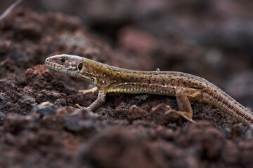 Lizard on volcanic soil closeup
