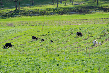 Herd of goats with goat kids grazing on meadow on a sunny spring day. Photo taken April 1st, 2025, Zurich Schwamendingen, Switzerland.