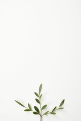 White background with a few isolated branches and a small amount of shadow, nature, nature