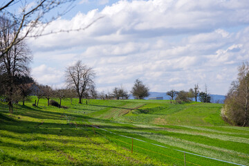 Scenic view of rural landscape with meadow and orchard on a sunny spring day. Photo taken April 1st, 2025, Zurich Schwamendingen, Switzerland.