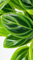 Fototapeta premium A close-up reveals the intricate details of vibrant green leaves from a dense rubber fig tree showcasing its glossy texture and prominent veins creating a lush and tropical