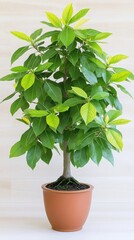 Obraz premium A vibrant green bonsai tree, meticulously cultivated and thriving in its terracotta pot, showcases the art of miniature landscaping and the beauty of nature's patience in a serene