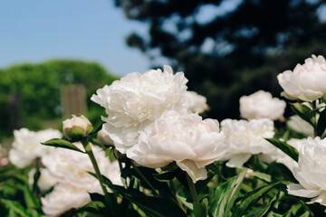 White peonies in the garden close-up