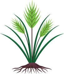 The Anatomy of A Zoysia Grass Plant