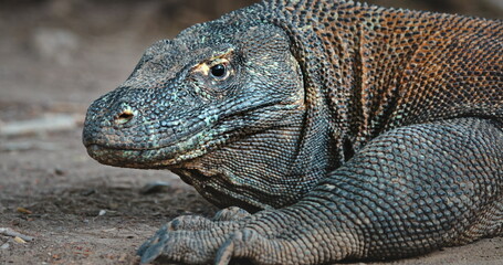 Large Komodo dragon (Varanus Komodoensis) resting on the ground on Rinca Island, in Komodo National...