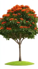 Fototapeta premium A vibrant flame tree bursts with bright orange blossoms against a stark white background showcasing its lush green foliage and slender trunk standing proudly on a small patch of